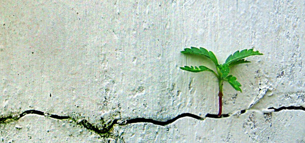 Imagen banner- articulo de resiliencia